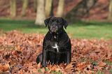 CANE CORSO 1343